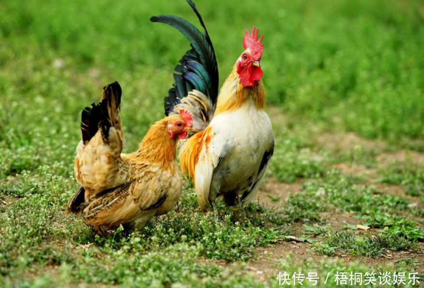 吃鸡|鸡身上最脏的器官,含有大量寄生虫,很多人还当补品吃!