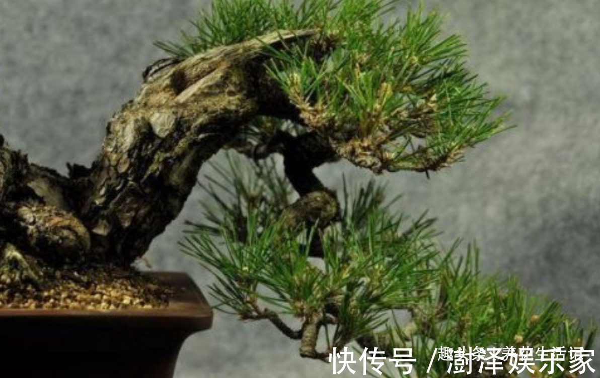 盆景|黑松盆景不发芽,做好“4个”主环节,生长旺“出芽”率高!