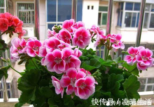 杜鹃花|6种漂亮花,花期长好养护,花朵大颜值高,值得拥有!