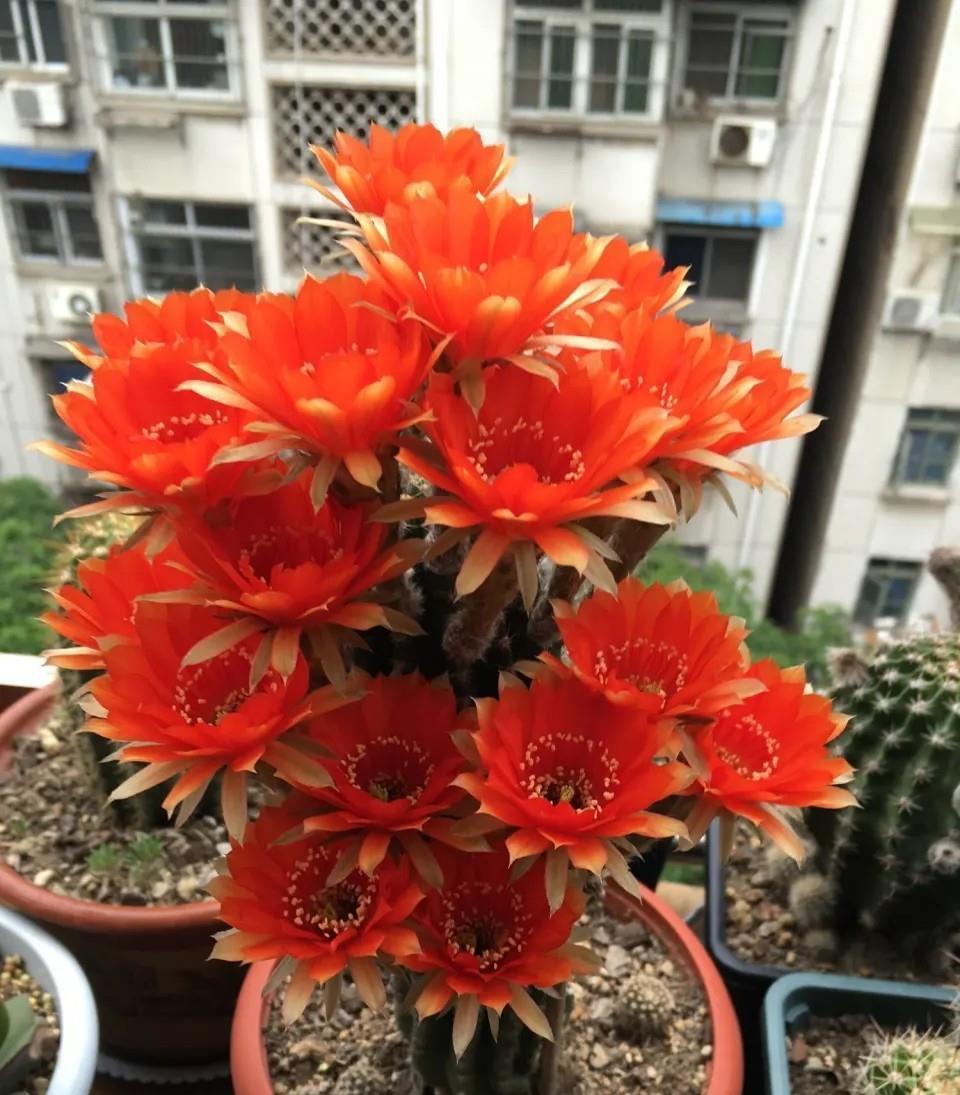 卷柏|8种“养不死”的花,绿萝只能排“末尾”,再养不好就别养花了