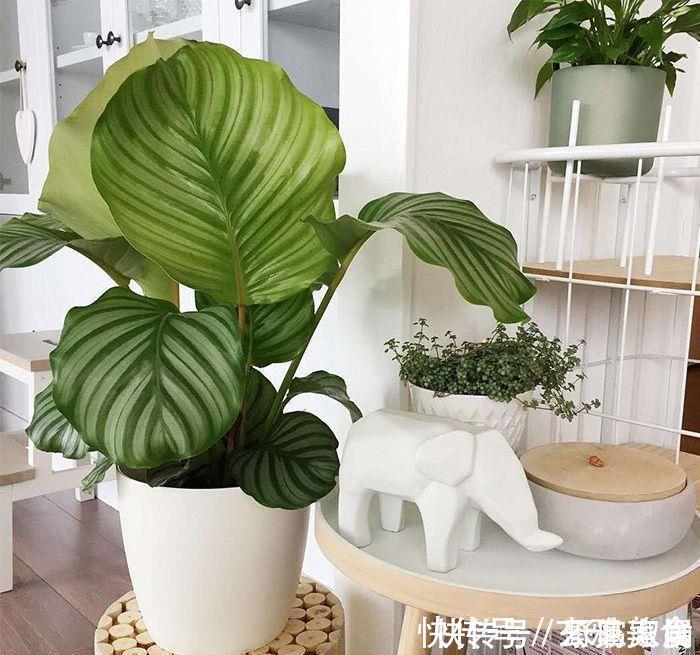竹芋类|五种盆栽，自带高贵气质，在家摆一盆，格调高，人人夸你眼光好