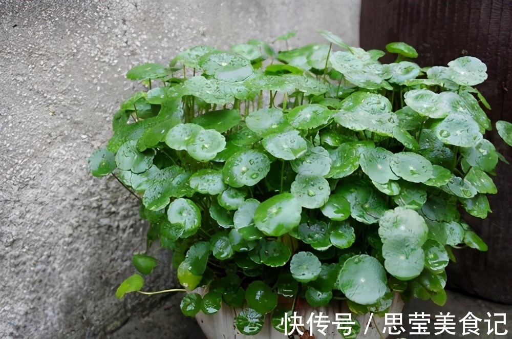 发财树|七种带“钱”的花,好看又好养,寓意吉祥,财源滚滚,建议养一盆