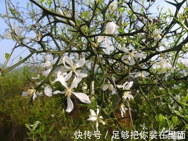 植物刺|有刺植物的刺是如何起源和演变的？有什么类型和效用？