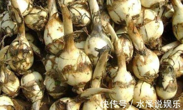 农民|农村一种野菜,农民经常看到长在小水沟旁,不仅可以吃还是一种药