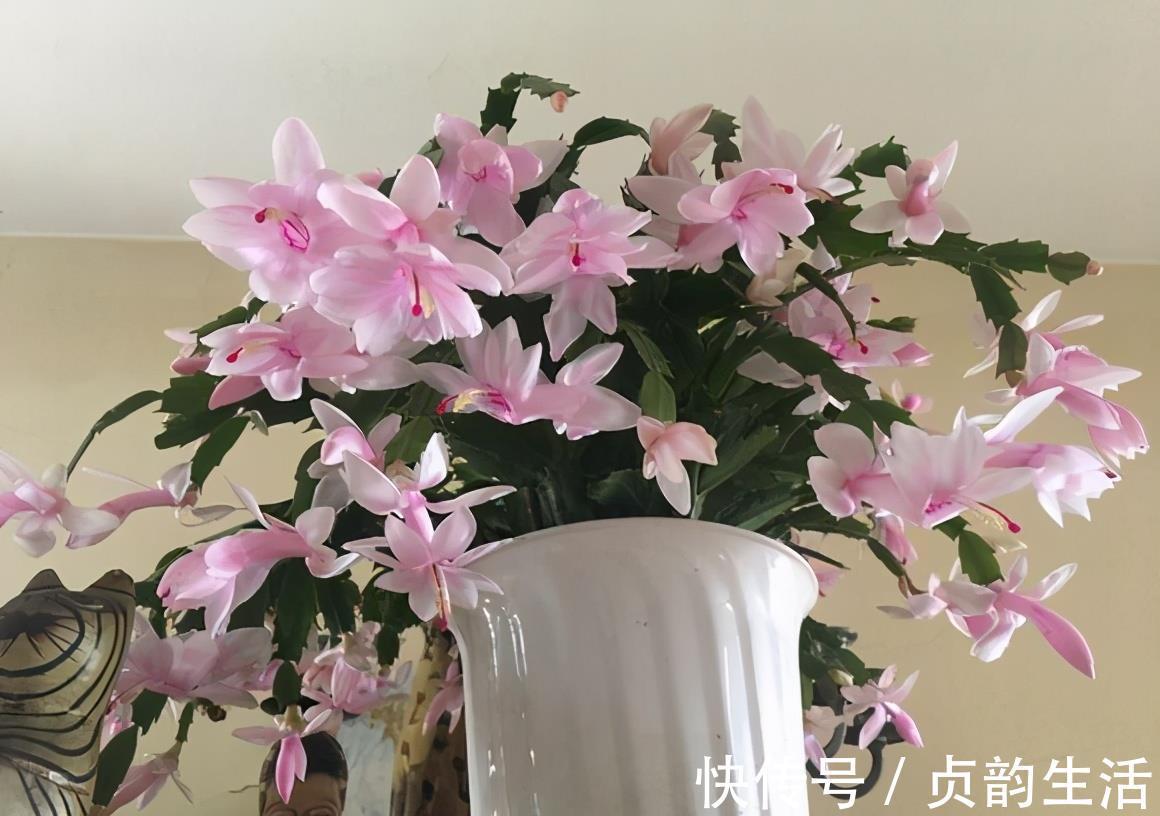 菊花类|3种“仙气花”，寒冬腊月“照样开”，一盆开花上千朵，人见人爱
