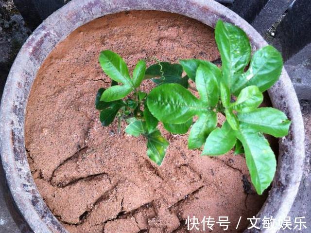 盆里“插1根”枝条,15天发芽,2个月成“果树”,1年结果!