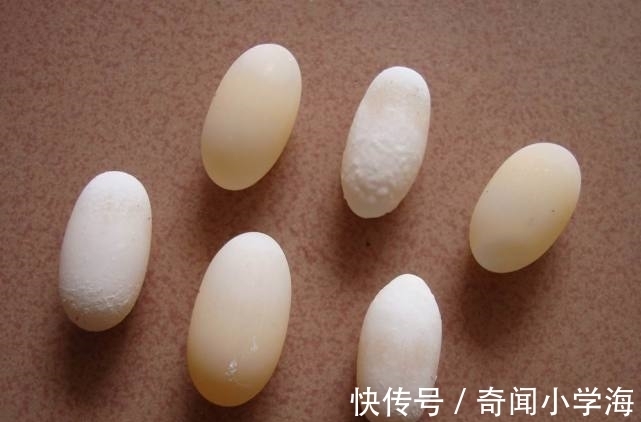 24个冷知识：生物老师看完直呼不可思议，但却真实存在的有趣知识。