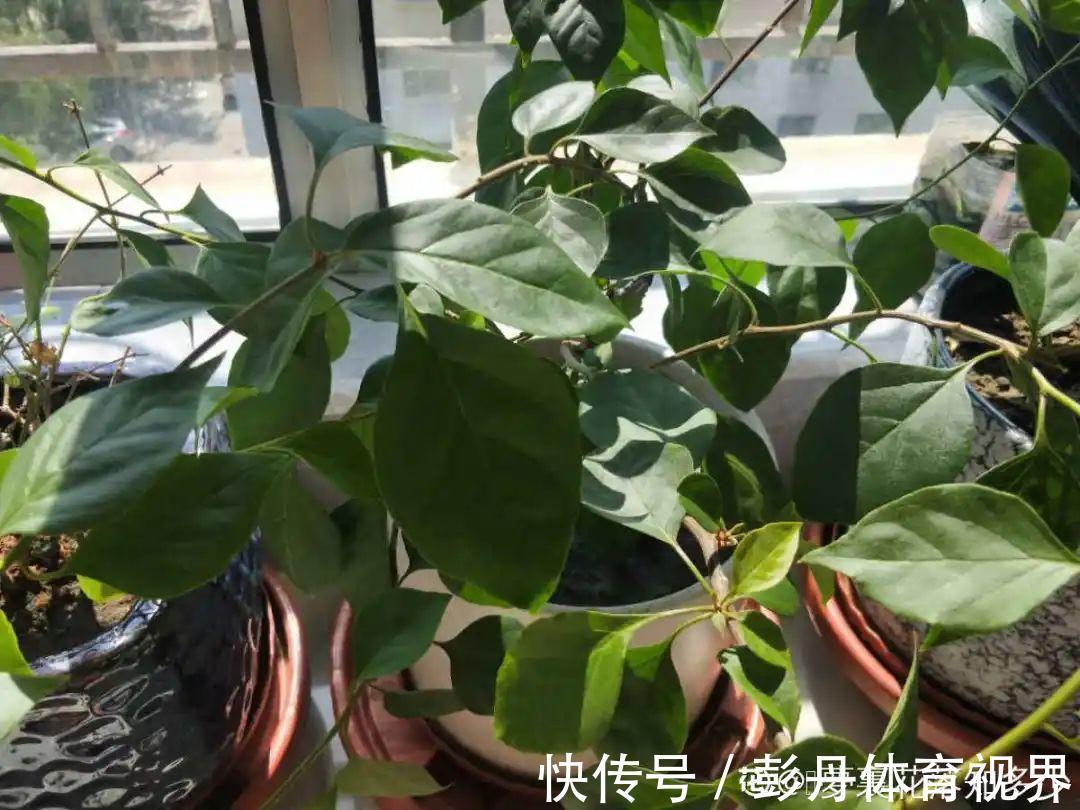 叶子|十月养这花，撸叶子、少浇水，10天冒出大花苞！