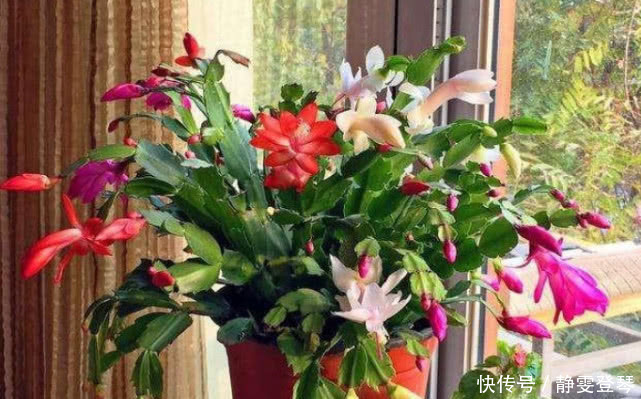 绿萝柱|4种“防辐射”的花，好养又漂亮，养1盆再不担心变丑，女生必选！