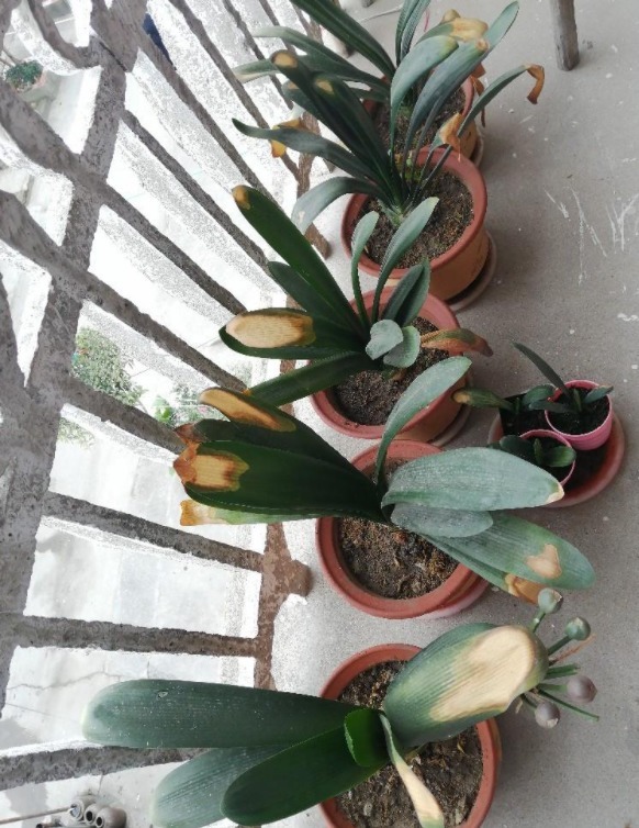 君子兰害怕五件事，新手经常犯，难怪越养越糟糕