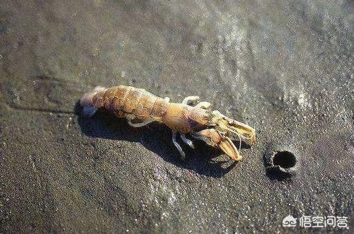  海鲜|大家吃过的长相最奇葩的海鲜都有哪些，怎么做的？好吃么？