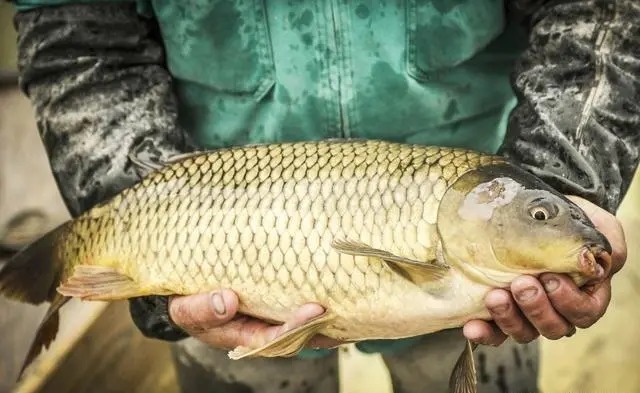 一到十月份,大鱼都藏到了这4个地方