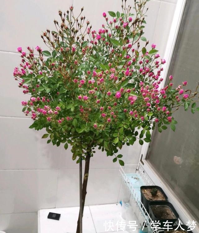 养花要“舍得剪”，把这6种花卉剪成“光杆子”，开花变成棒棒糖！