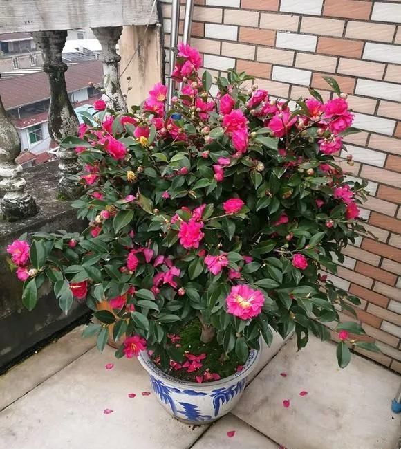 浇水|这3种花上档次,阳台养一盆,开花比香水还好闻