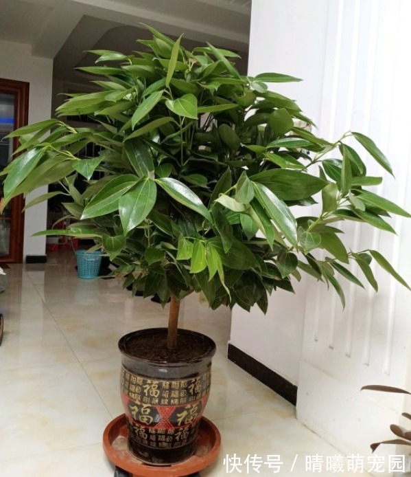 好花都是浇死的,10种常见花,浇水别太勤快!