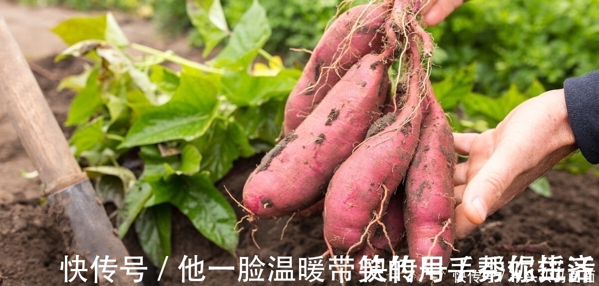 保存红薯很简单,不腐烂不发芽,教你2个好方法,红薯越放越甜!