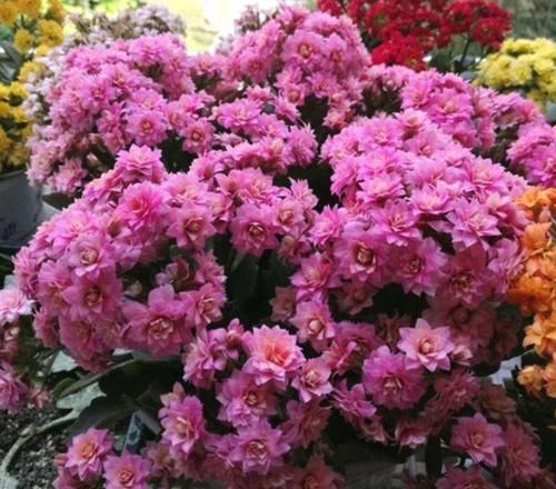 家里养上4种花,10元两盆,盆盆开成大花球,吉祥又如意!