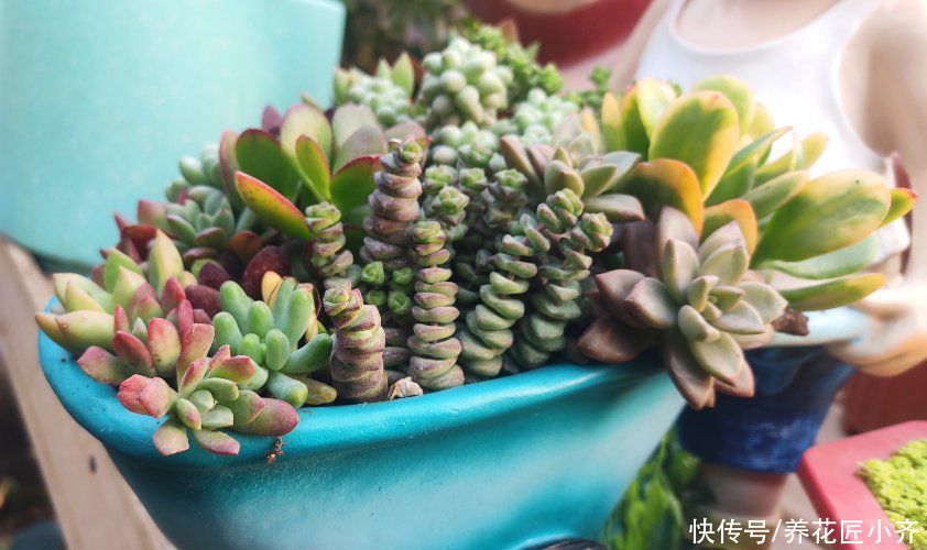 夏季|家中养着7种花，夏季不能换盆，换盆容易死掉，新手记牢了