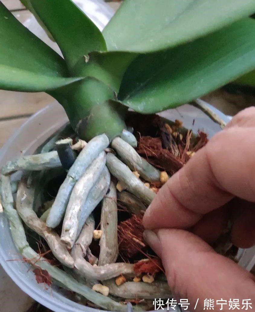 这花开完叶子就变皱赶紧修剪、施肥,不然长不大!