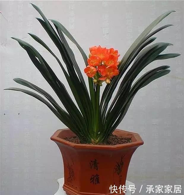 花友|简单易养的6种绿植，新手也不用担心会养死