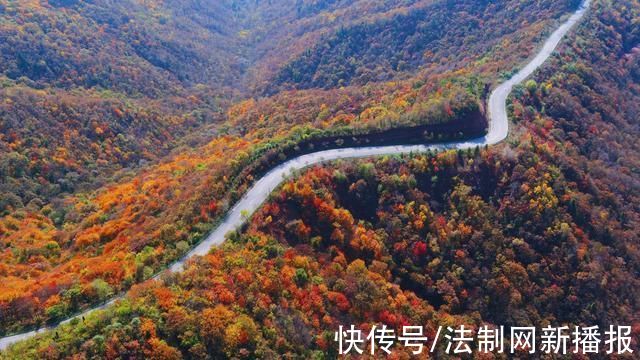 石马路#旬邑县石马路:金秋时节浓墨重彩 宛如一条行走的“画廊”