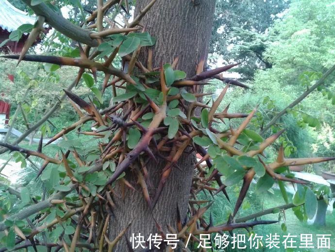 植物刺|有刺植物的刺是如何起源和演变的？有什么类型和效用？