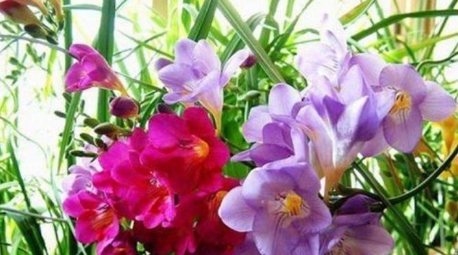 养花就养这几款,名字好听,开更美,开花漂亮上档次!