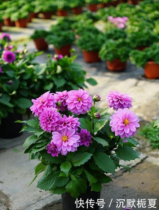 一款很漂亮的世界名花,不输牡丹,花期长,植株低矮,盆栽也可以!