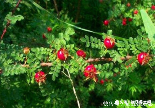 强身健体|想长寿要先排毒,多吃4种食物,排出毒素,清理垃圾,养护血管