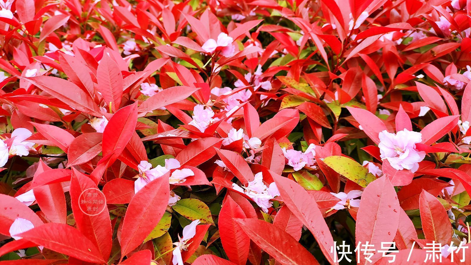 边际@思念是窗前的眼睛,望着望着,就被风吹红了