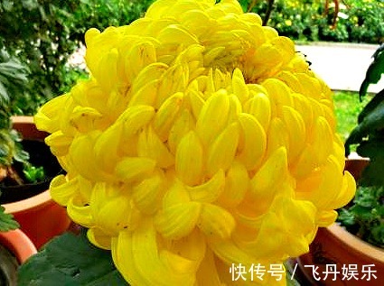 生长势|喜欢菊花,不如养盆“菊中珍品”黄创云,花似黄金,高贵优雅多姿