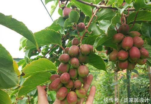 果子|家里院子别光养月季花,种上3棵果树,添子添福,还能随手摘果子