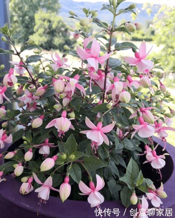 生根|9月“扦插”这些花，成活率高，长得快