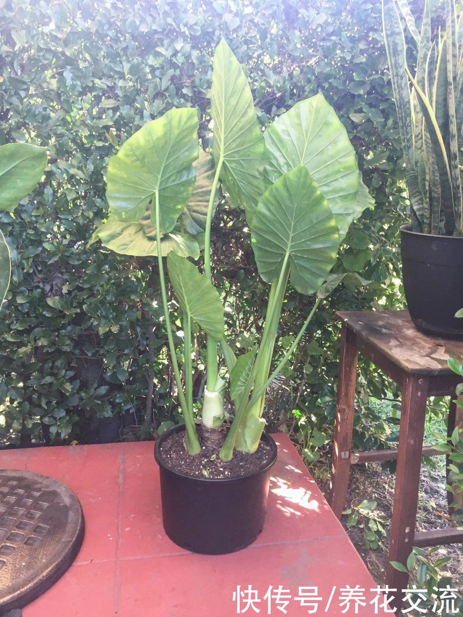 叶子|10多块一块象耳芋大块茎，快速养成室内大型观叶植物