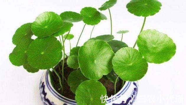 铜钱草|铜钱草秋天怎么养? 铜钱草秋季的养殖方法