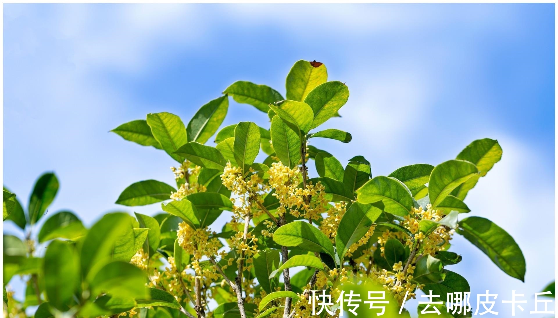 家门前种什么树,寓意才好呢?这3种树保“旺”!