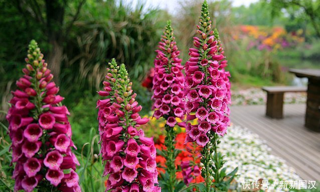 1种花,比绿萝好看,比长寿花更好养,半月就发芽,一开就是90天