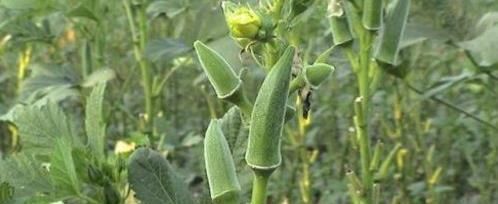 草本植物|农村不起眼的野草,城里人却要花钱买,原来有6大好处