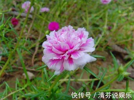 湿润|想要常年都能看见绿植开花，那就养这几种吧，花期超长！