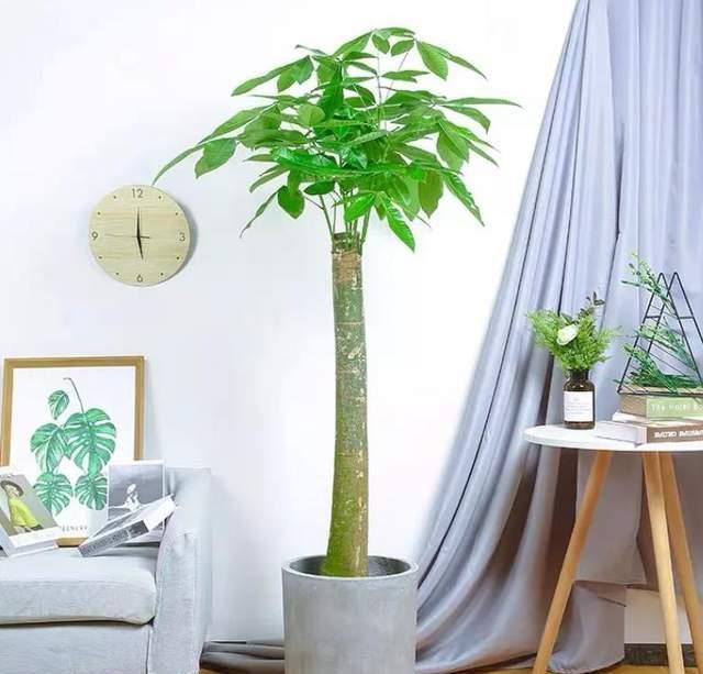 鸿运当头|建议养花人:4种花,别看不上,养护容易寓意好