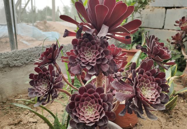 想让黑法师长得快速,侧芽多,用对“肥料”,叶片黝黑特漂亮