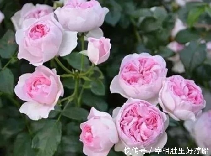 春天就养“4种花”，四季开花，满树都是花朵，漂亮极了