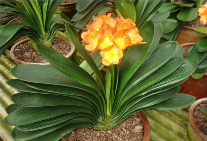 养花不死，全靠盆土，用这个土养花，能活几十年