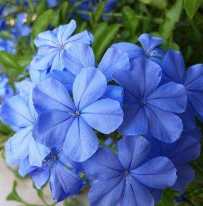 5种小众花，特别受大家喜爱，开花多、花期长，仙气十足！