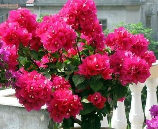 家里养这几款植物，养护简单，花期还很长，花香飘满屋！