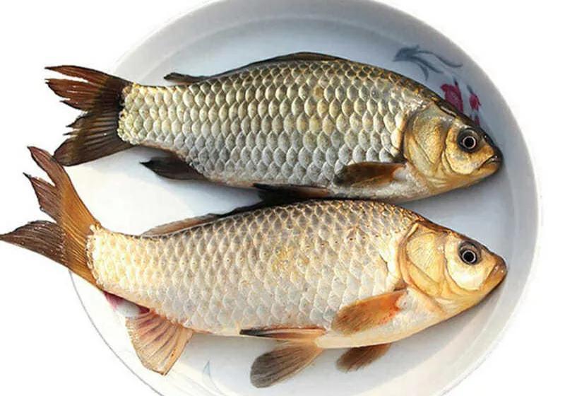 怀孕|入冬后女人怀孕记得吃5种鱼,忌食1种鱼,吃对了身体才会棒棒哒