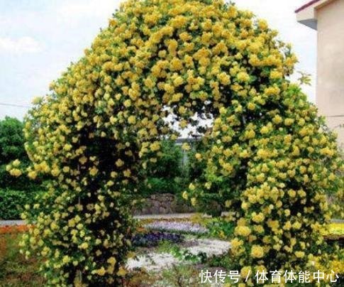 院子再小,也要养棵它,2年长一片,开花特别美,左邻右舍都说香!