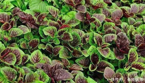 活血化瘀|女人若有子宫肌瘤,尽量多吃这几样食物,肌瘤可能会慢慢消失