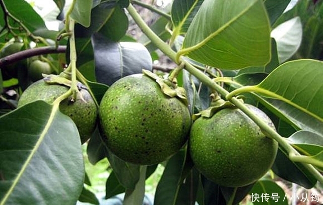 水果|婆婆寄来一箱子“水果”,儿媳看到随后扔了,儿子看到连吃好几个