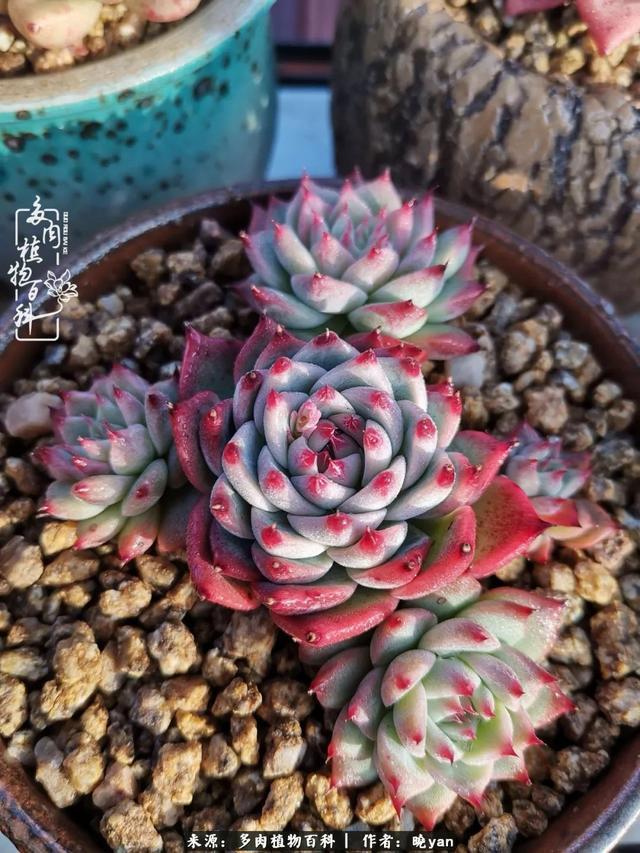 养多肉近四年,一路的走来,阳光总在风雨后!